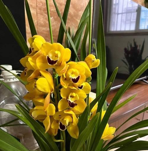 大花蕙兰如何准时开花？有哪些方法可以实现？