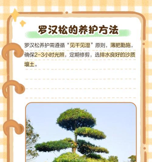 罗汉松如何养护？浇水有什么需要注意的吗？