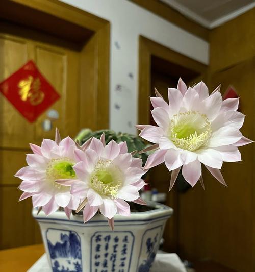 大仙人球插枝后如何确保长期存活？