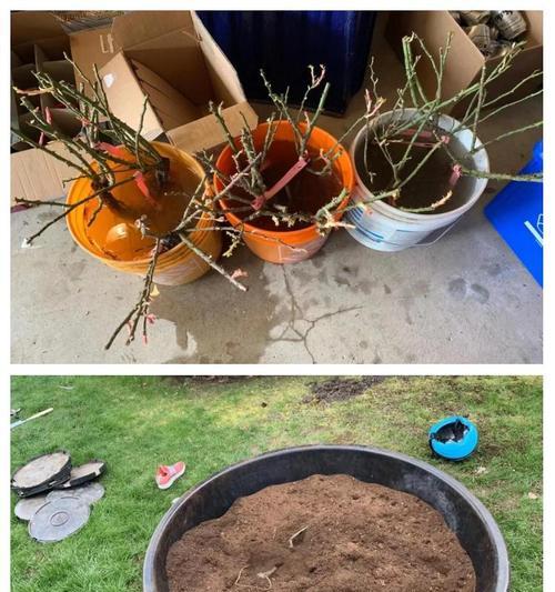玫瑰花种植时如何正确捏制泥土？