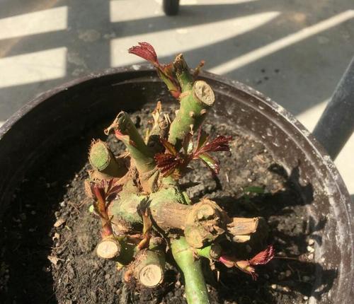 玫瑰花种植时如何正确捏制泥土？