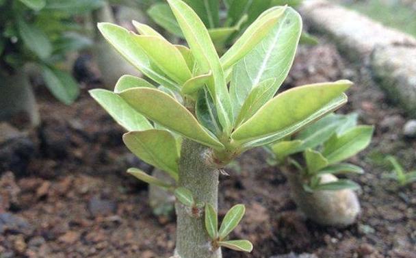 玫瑰花种植时如何正确捏制泥土？