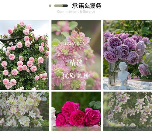 地栽玫瑰花的销售渠道有哪些？
