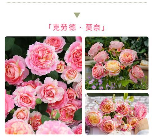 地栽玫瑰花的销售渠道有哪些？