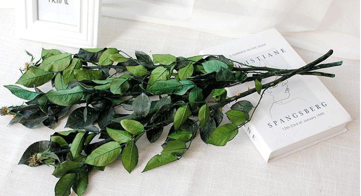 玫瑰花与哪种叶子搭配最佳？