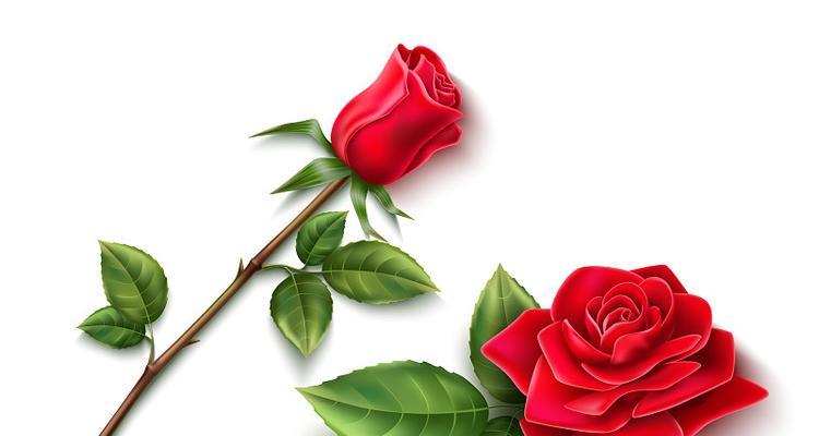 玫瑰花与哪种叶子搭配最佳？