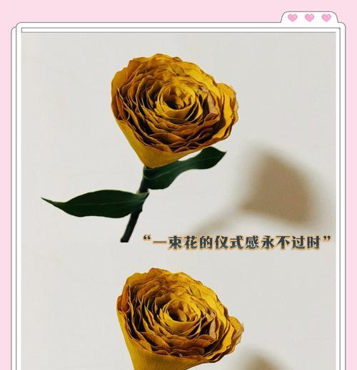 玫瑰花与哪种叶子搭配最佳？
