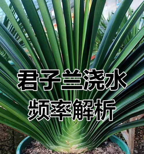 君子兰卷兰盆栽的养护与浇水技巧是什么？