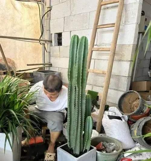 如何养活大量仙人掌？