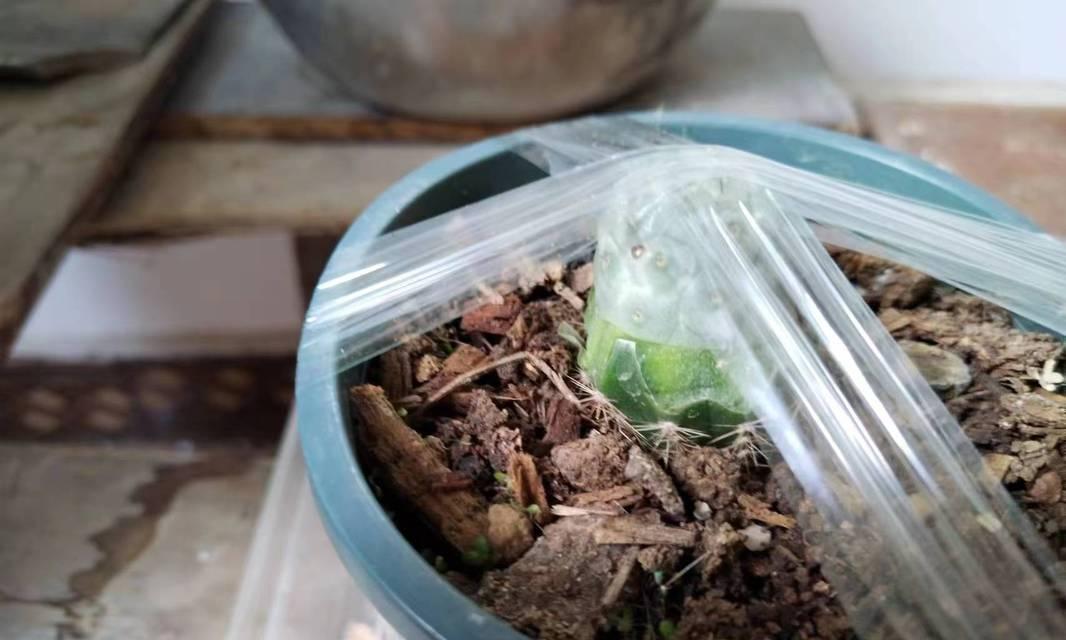嫁接仙人球腐烂后如何进行补救？