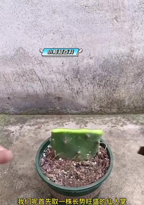嫁接仙人球腐烂后如何进行补救？