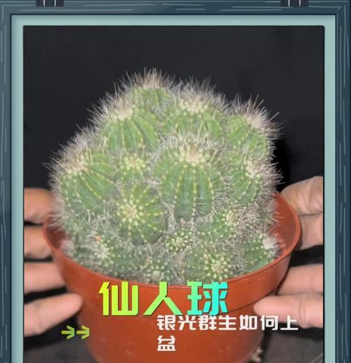 爆盆仙人球的施肥方法是什么？