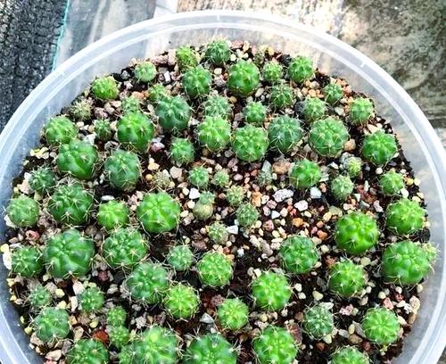爆盆仙人球的施肥方法是什么？