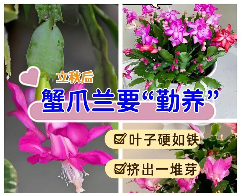 蟹爪兰花嫁接仙人掌的养护要点是什么？
