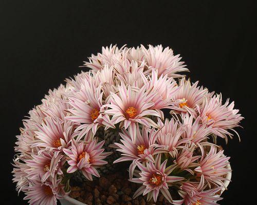 仙人球青花虾怎么养殖？养殖技巧有哪些？
