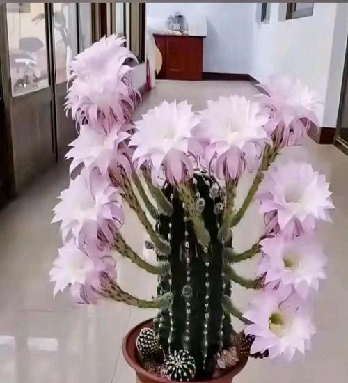 仙人球花为何只在太阳下开花？