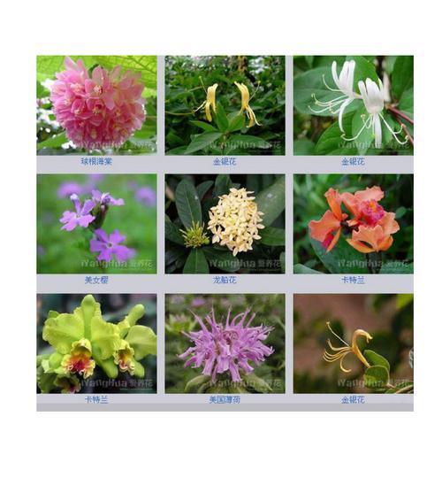 马拉基玫瑰花养护方法是什么？