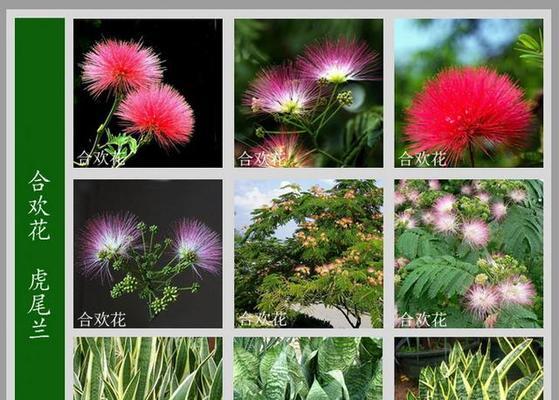 马拉基玫瑰花养护方法是什么？