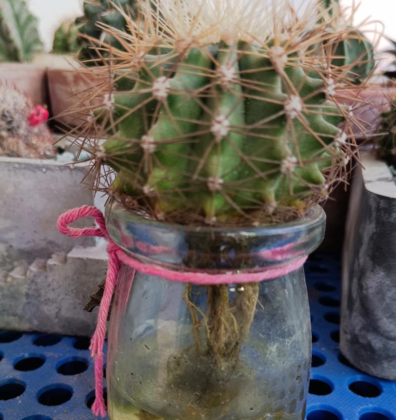 仙人球露养种植方法是什么？