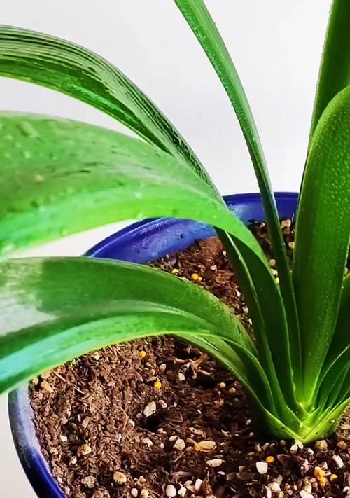 刚栽植君子兰如何正确浇水？