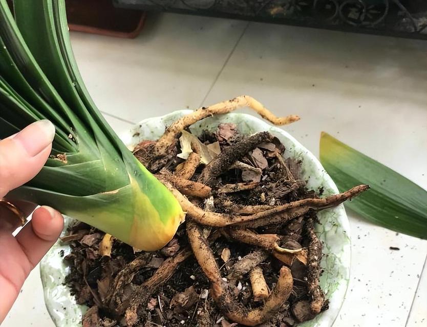 刚栽植君子兰如何正确浇水？