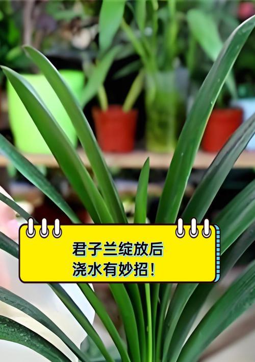 刚栽植君子兰如何正确浇水？