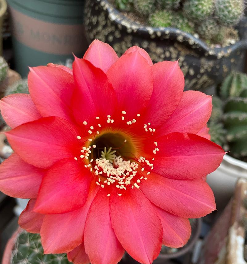 闷养仙人球的正确方法是什么？如何促进开花？