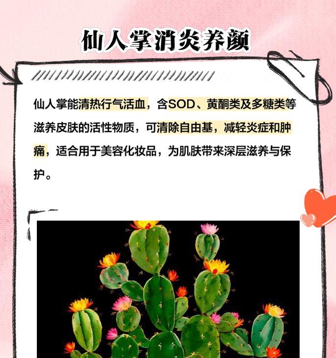 水泥柱仙人掌如何养护？有哪些养护技巧？
