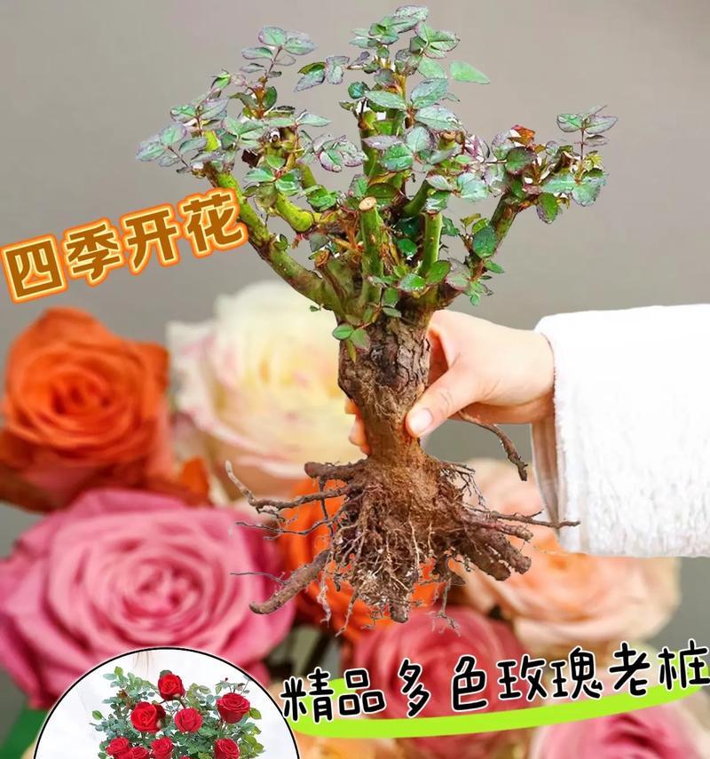 盆栽玫瑰花种植方法和美观秘诀？