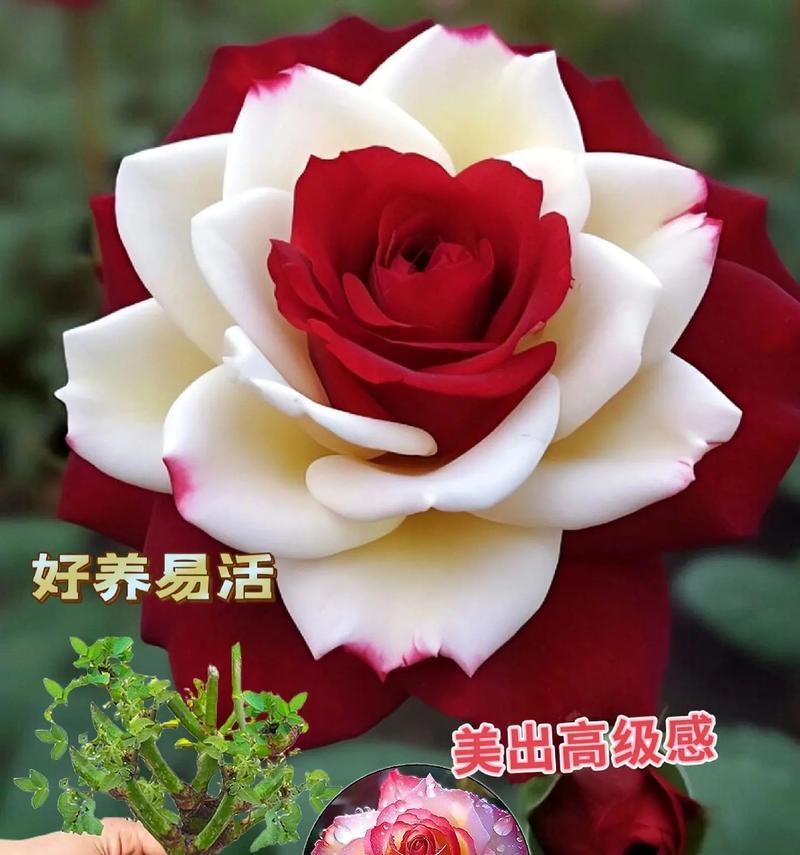 盆栽玫瑰花种植方法和美观秘诀？