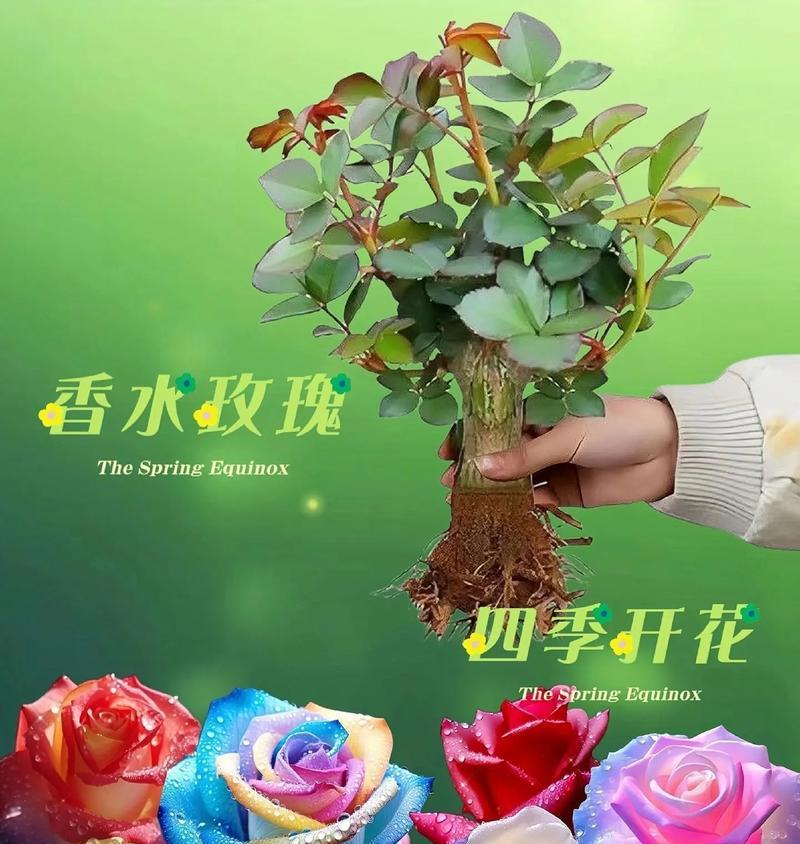 盆栽玫瑰花种植方法和美观秘诀？