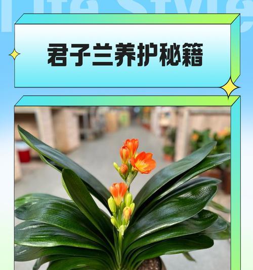 水培君子兰带花的养护管理方法？