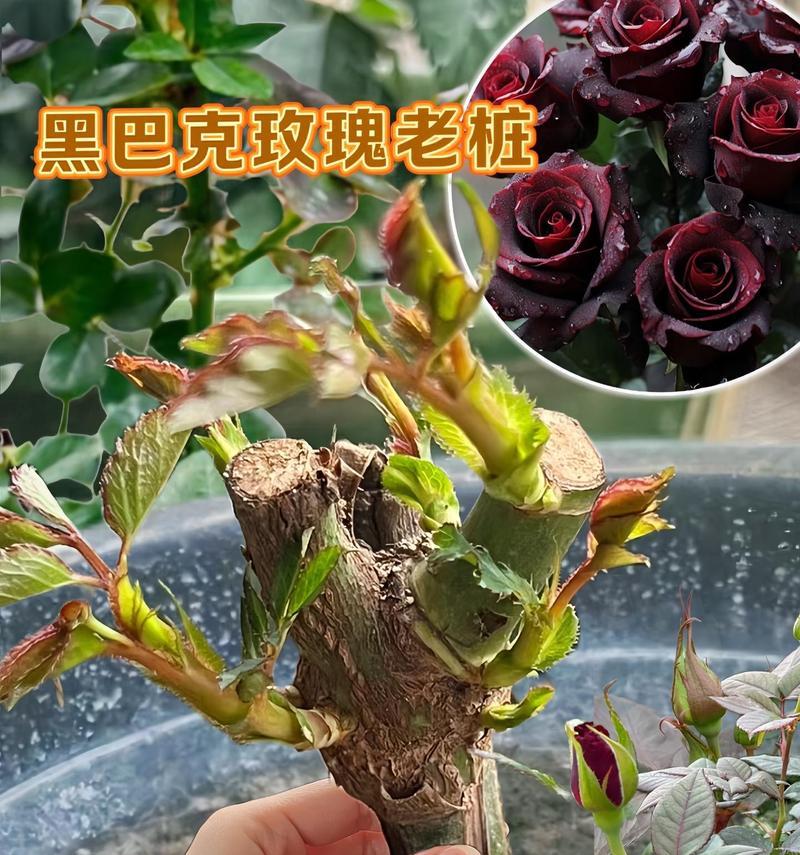 玫瑰花老庄发芽后应如何处理？有哪些注意事项？