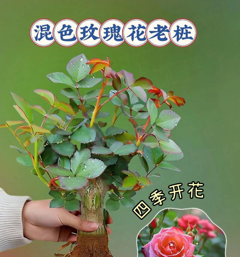 玫瑰花老庄发芽后应如何处理？有哪些注意事项？