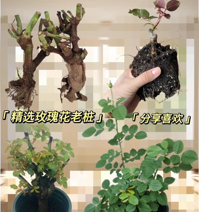 玫瑰花老庄发芽后应如何处理？有哪些注意事项？