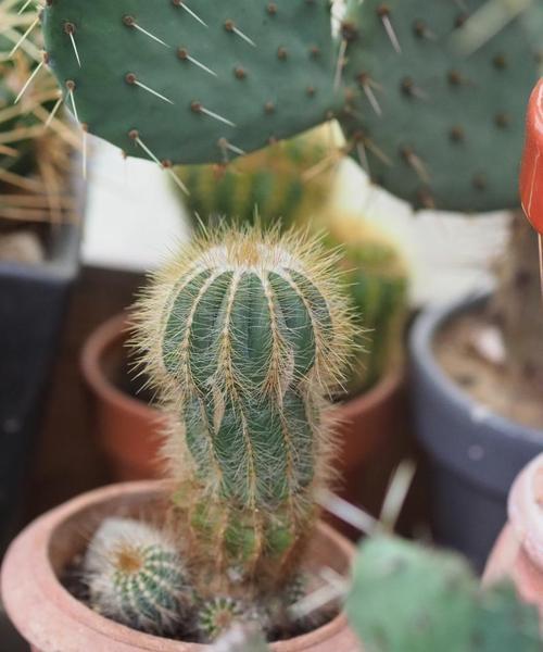 水陆缸种植仙人球的步骤和技巧是什么？