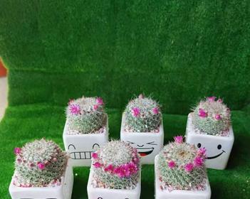 水陆缸种植仙人球的步骤和技巧是什么？