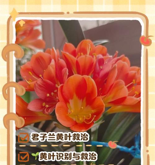 君子兰发黄的原因及其对死亡的影响是什么？
