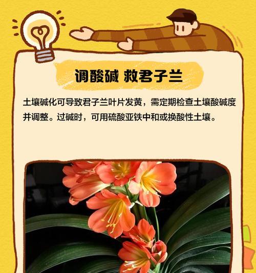 君子兰发黄的原因及其对死亡的影响是什么？
