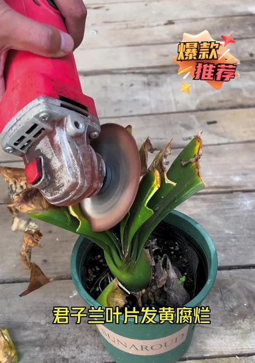 君子兰发黄的原因及其对死亡的影响是什么？