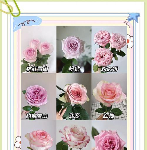 如何区分不同品种的玫瑰花？