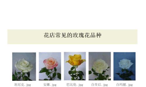 如何区分不同品种的玫瑰花？