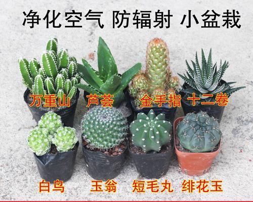 冬天仙人掌需要放在屋里吗？如何养护？