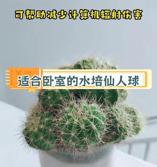 冬天仙人掌需要放在屋里吗？如何养护？
