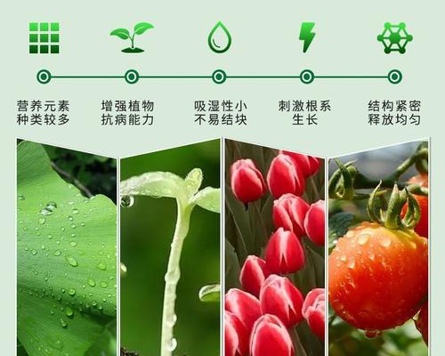 君子兰换盘后的正确养护方法是什么？