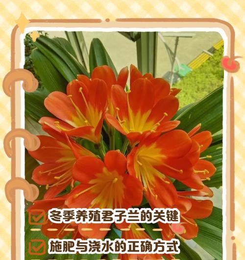 君子兰换盘后的正确养护方法是什么？