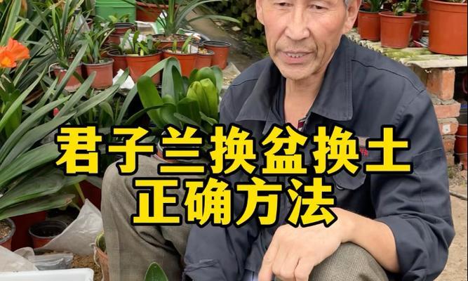 君子兰换盘后的正确养护方法是什么？