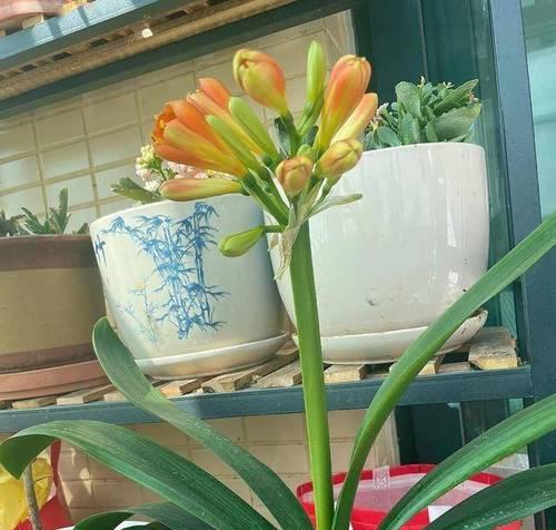 君子兰小崽需要多久才能开花？