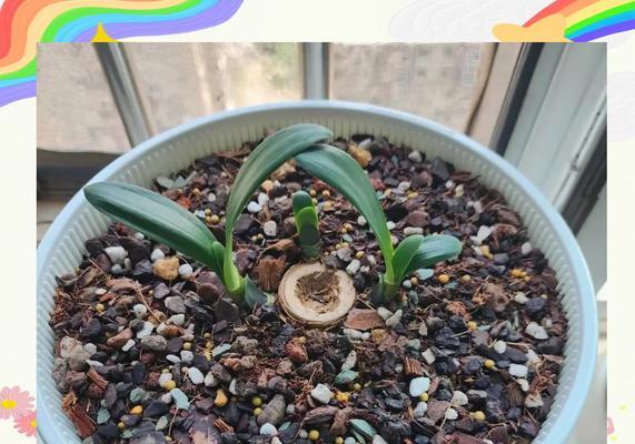 君子兰小崽需要多久才能开花？