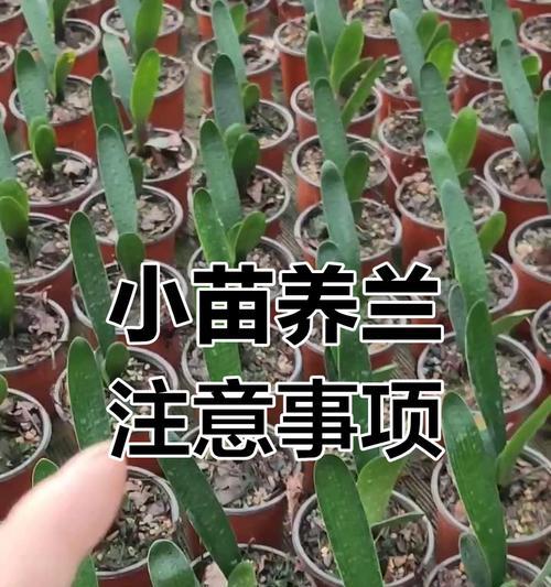 君子兰塑料原盆的养护和管理方法是什么？